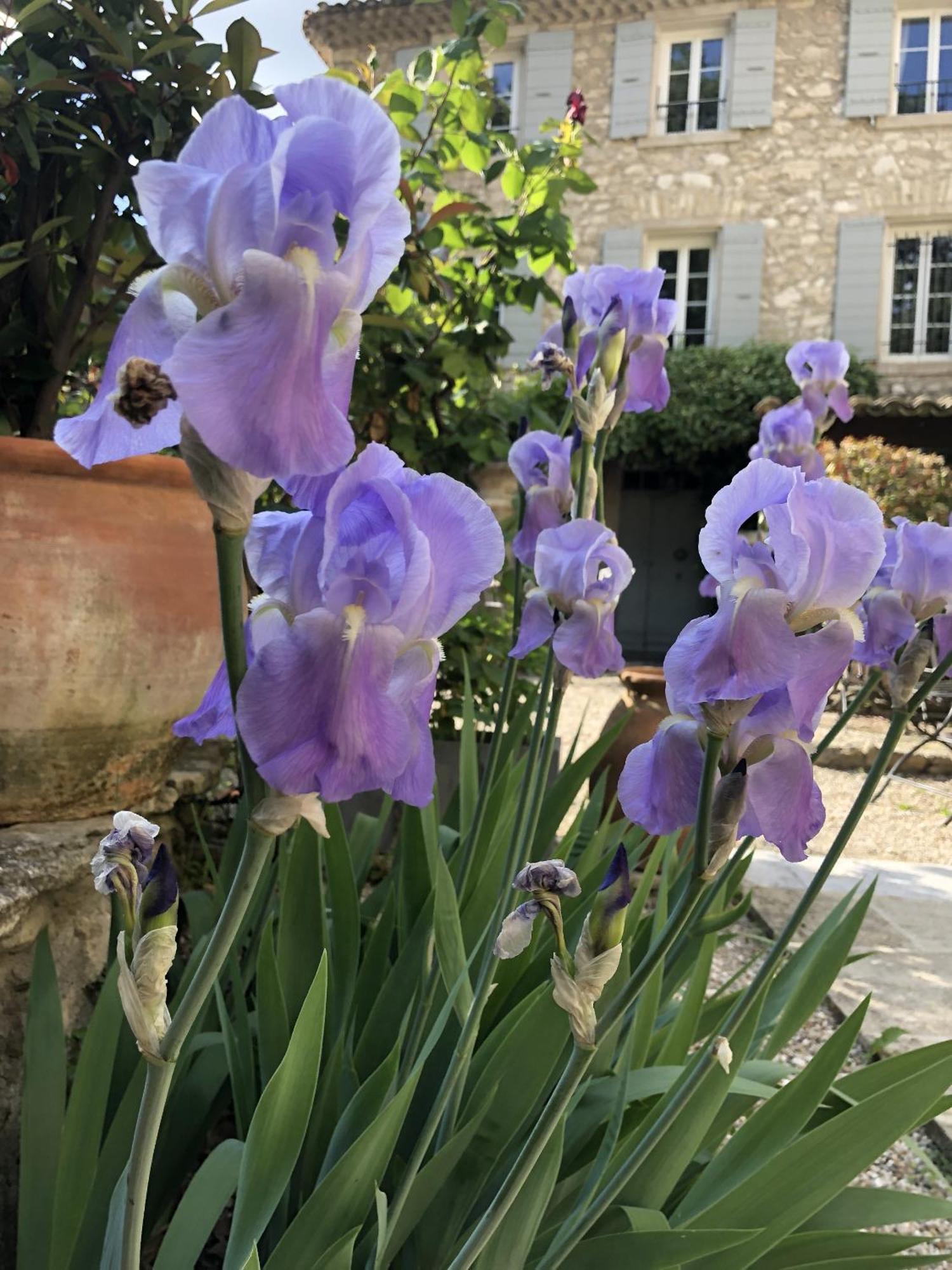 La Figuiere Fontaine De Vaucluse Bed & Breakfast Luaran gambar